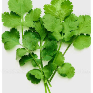Cilantro