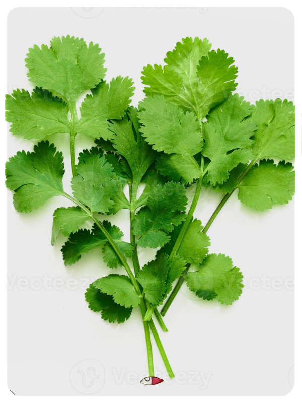 Cilantro